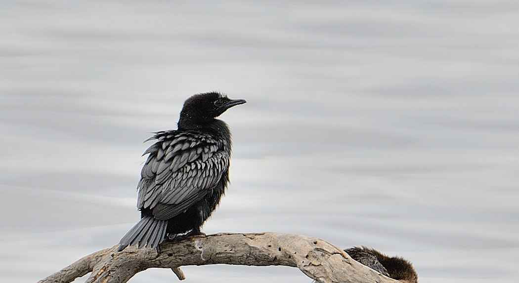 Pygmy Cormorant